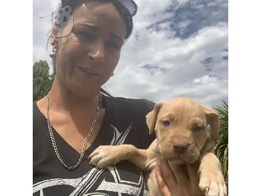 PoulaTo: Σκύλος Pitbull